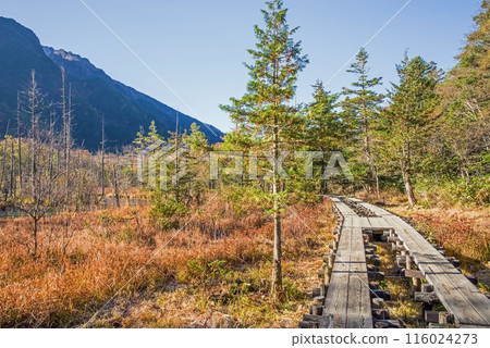 Autumn in Kamikochi, morning view, walking trail around Dakezawa Marsh 116024273