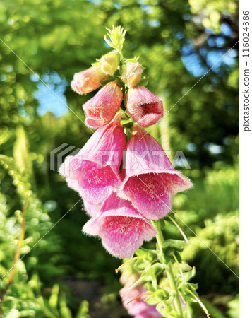 粉紅色洋地黃 粉紅色洋地黃 116024386