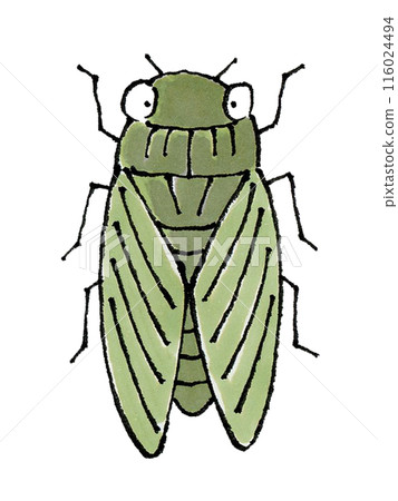 Cicada (Cicada, Cicada) 116024494