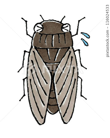 Troubled Cicada 116024533