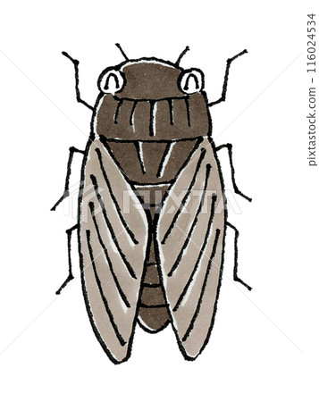 Happy cicada 116024534