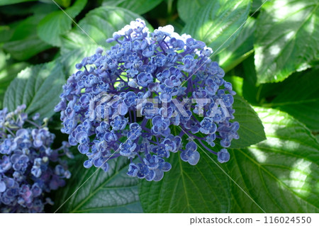 Blue Otafuku Hydrangea 116024550