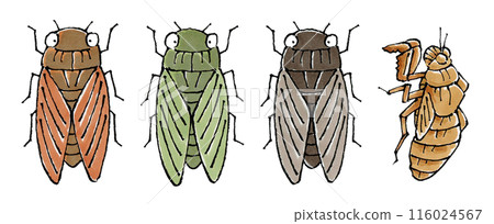 Cicada set (brown cicada, minmin cicada, brown cicada, shell) 116024567