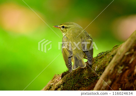A cute little green bird that lives in the subalpine and highland forests. A cute little green bird that lives in the subalpine and highland forests. 116024634
