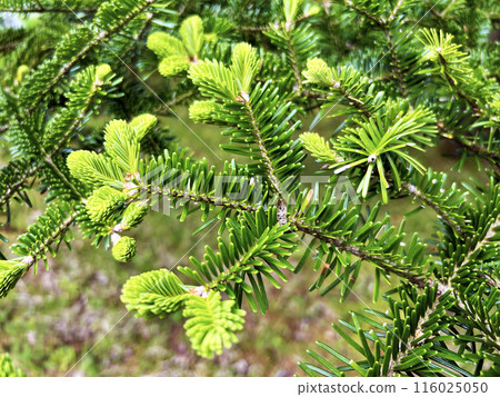 Brightly colored silver fir Brightly colored silver fir 116025050