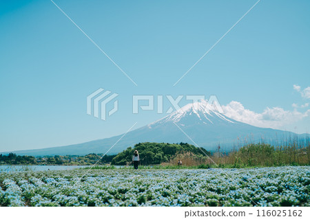 從河口湖看到美麗的富士山 從河口湖看到美麗的富士山 116025162