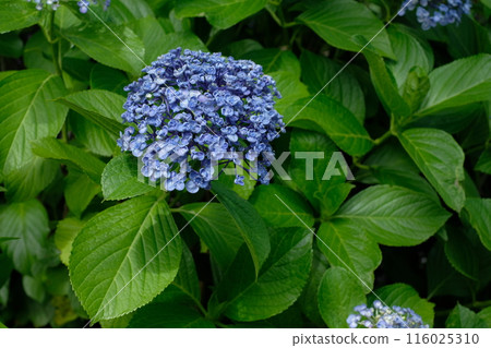 Blue Otafuku Hydrangea Blue Otafuku Hydrangea 116025310