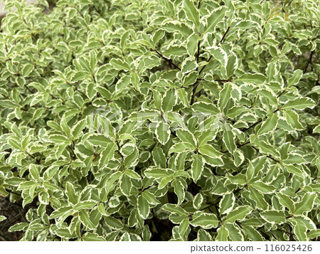 Vivid pittosporum 116025426