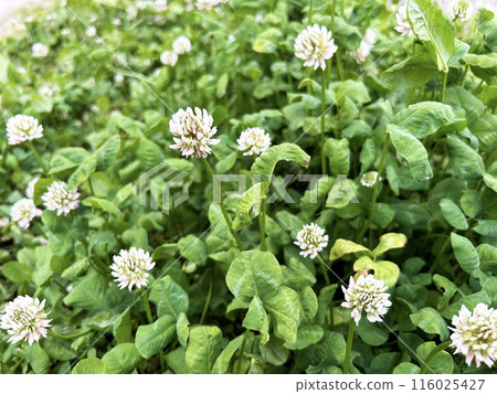 White clover herd 116025427
