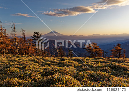 Mount Fuji at dusk as seen from Mount Koreyama in Okuchichibu 116025473