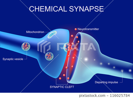 Close-up of a Synaptic cleft, chemical synapse, synaptic vesicle, Neurotransmitter Close-up of a Synaptic cleft, chemical synapse, synaptic vesicle, Neurotransmitter 116025784