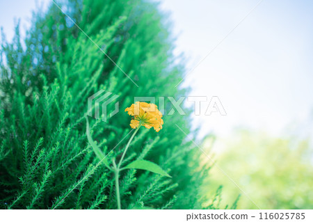 Yellow Lantana Yellow Lantana 116025785