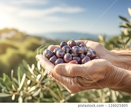 CG illustration: Image of an olive in hand 116025805