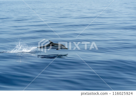 striped dolphins Jumping in the deep blue sea slow motion 116025924