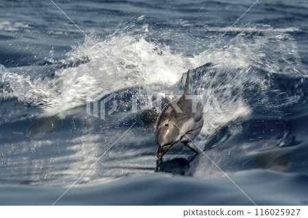 striped dolphins Jumping in the deep blue sea slow motion striped dolphins Jumping in the deep blue sea slow motion 116025927