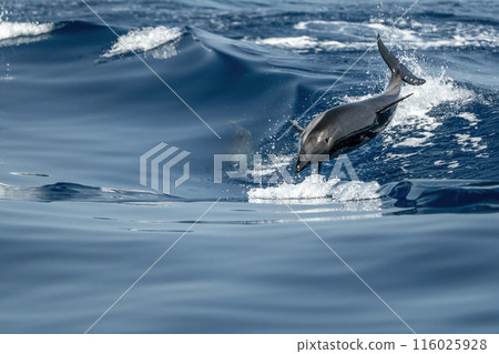 striped dolphins Jumping in the deep blue sea slow motion 116025928