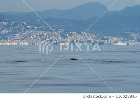 cuvier beaked whale in mediterranean ligurian sea close up in front of genoa town italy 116025930