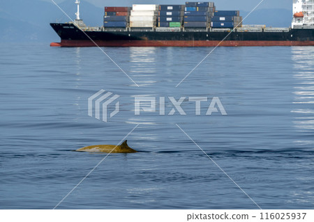 cuvier beaked whale in mediterranean ligurian sea close up in front of genoa town italy near a container big ship cuvier beaked whale in mediterranean ligurian sea close up in front of genoa town italy near a container big ship 116025937