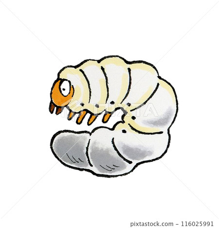 鍬蟲幼蟲 116025991