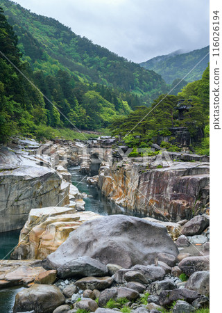 初夏根座橫子[木曾郡今松町] 116026194