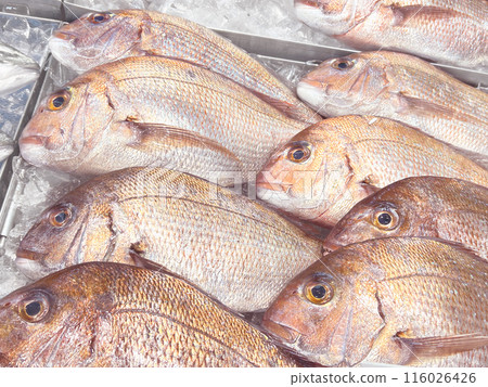 Yellowtail lanceola for sale at a fish shop 116026426