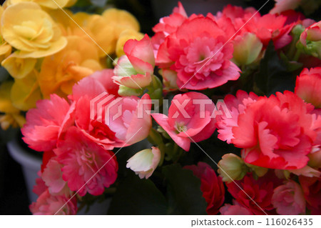 Colorful begonias⑤ 116026435