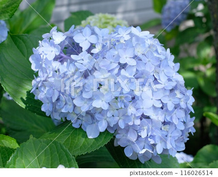 Blue Hydrangea Blue Hydrangea 116026514