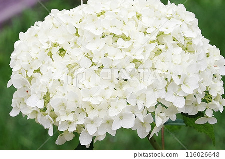 Hydrangea Hydrangea 116026648