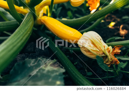 Small zucchinis in the home garden 116026884
