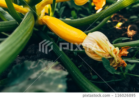 Small zucchinis in the home garden Small zucchinis in the home garden 116026895