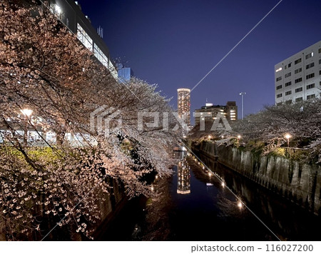 The night cherry blossoms of the Meguro River lighted up 116027200
