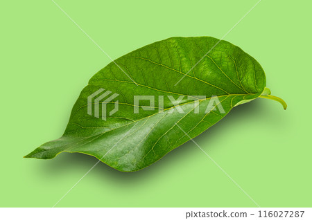 Closeup view of green single avocado leaf. Closeup view of green single avocado leaf. 116027287