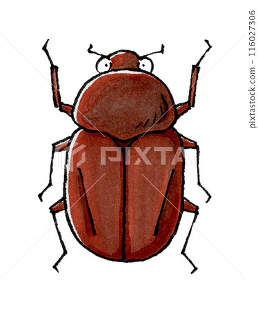 Beetle (female) 116027306