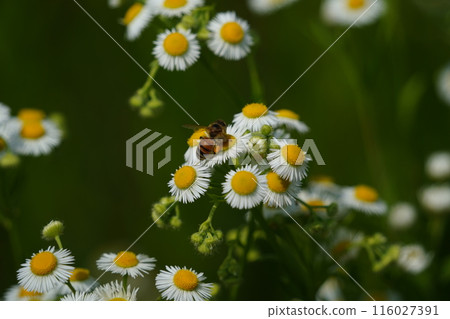 Camomile flowers and bee on green meadow in summer Camomile flowers and bee on green meadow in summer 116027391