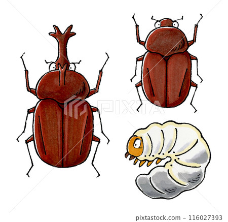 Beetle set (male, female, larva) Beetle set (male, female, larva) 116027393