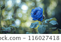 Enchanting Blue Rose in Focus. Generative AI 116027418
