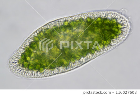 Ciliate Paramecium bursaria 116027608
