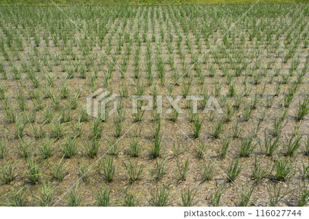 Rice growing in the sunlight Rice growing in the sunlight 116027744