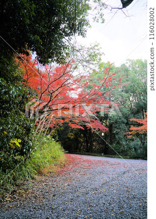 上野公園,秋葉美麗 上野公園,秋葉美麗 116028002