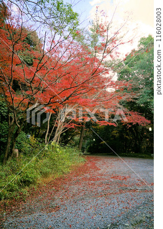 上野公園,秋葉美麗 上野公園,秋葉美麗 116028003