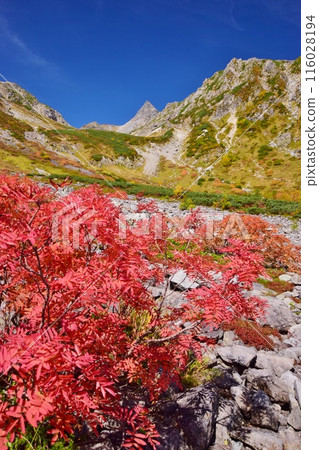 秋天和色的葉子的冰川公園 116028194