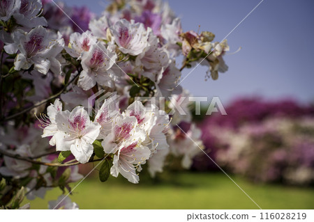 Gunma Prefecture Azalea Gaoka Park-Azalea in full bloom- 116028219