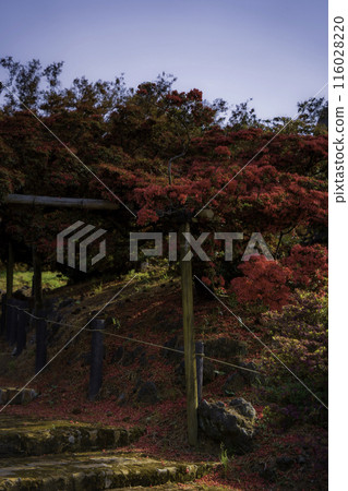 Gunma Prefecture Azalea Gaoka Park-Azalea in full bloom- 116028220