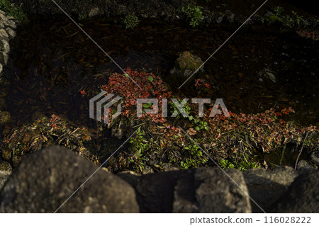 Azalea flowers falling on the water 116028222