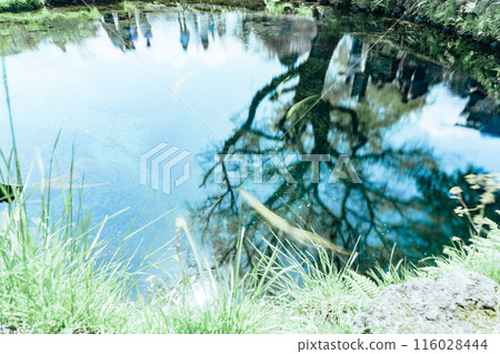 五月美麗的忍野八海 116028444