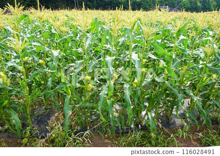 Fukaya corn field corn 116028491