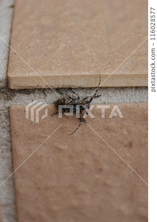 Gomafu甲殼蟲 116028577