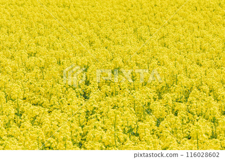 Rape blossom Rape blossom 116028602