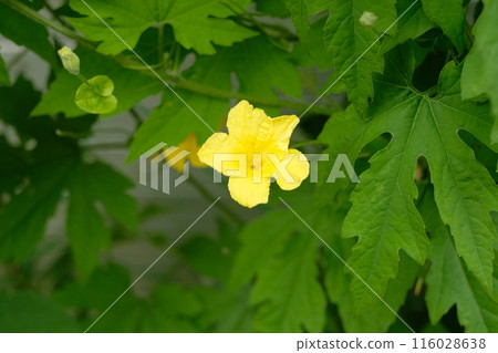 Yellow flower of bitter gourd Yellow flower of bitter gourd 116028638