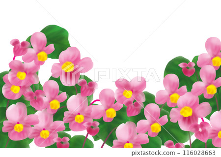 Begonia flower card 2 116028663